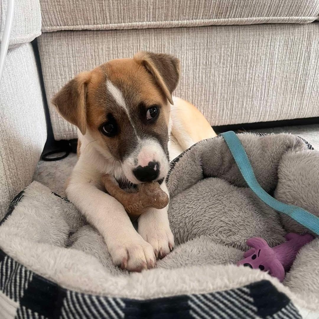 Enlarge Otterton , an adopted Mixed Breed in Yaphank, NY image 2/5