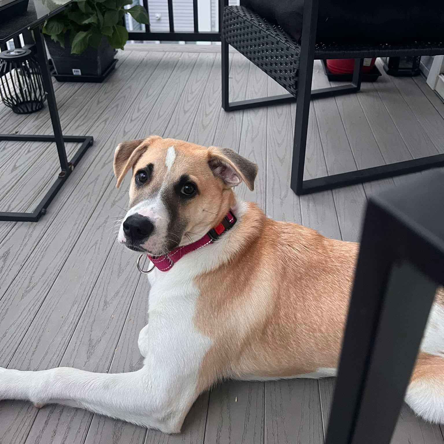 Enlarge Otterton , an adoptable Mixed Breed in Yaphank, NY image 5/6
