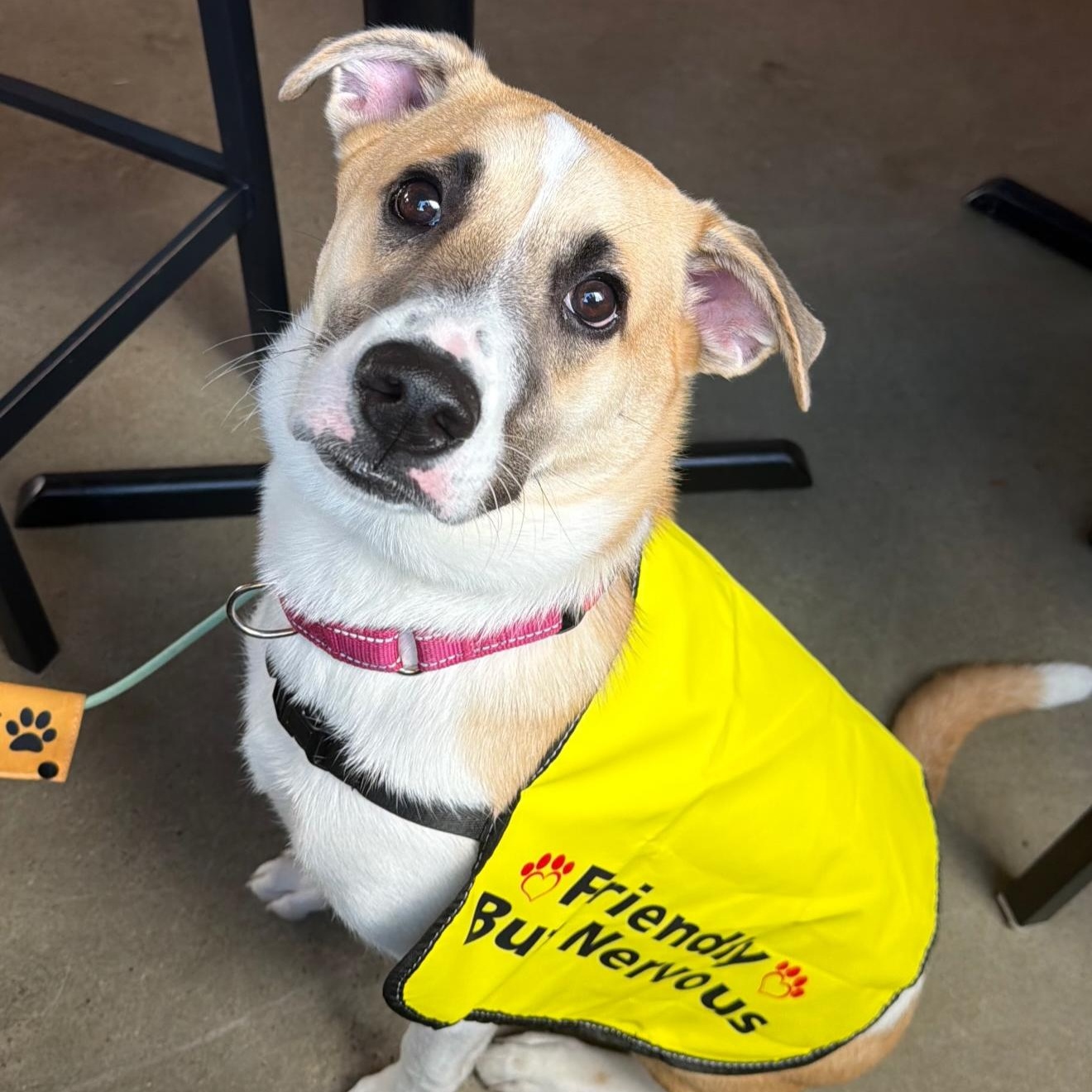 Otterton , Adoptable, Puppy Male Mixed Breed.