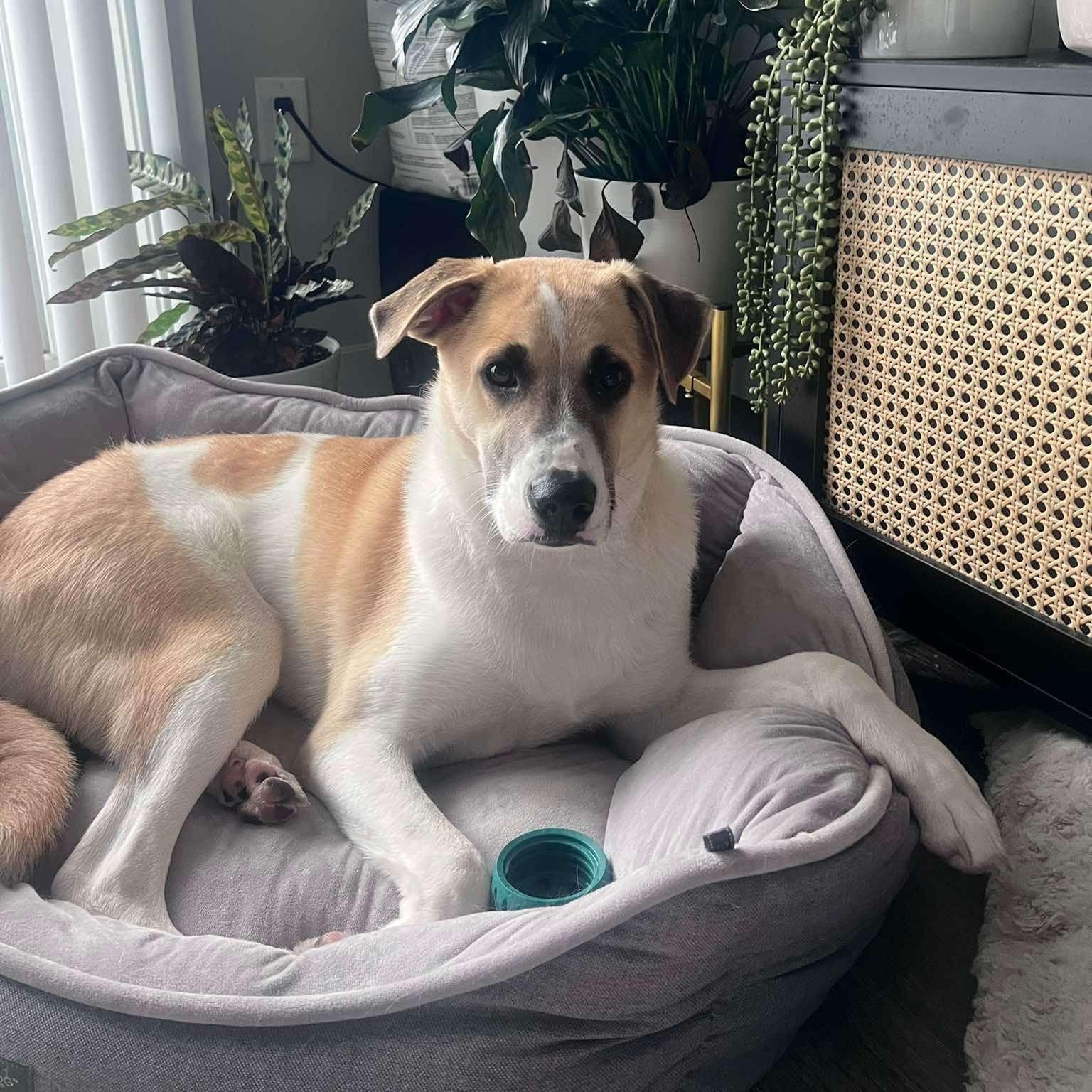 Enlarge Otterton , an adoptable Mixed Breed in Yaphank, NY image 5/6