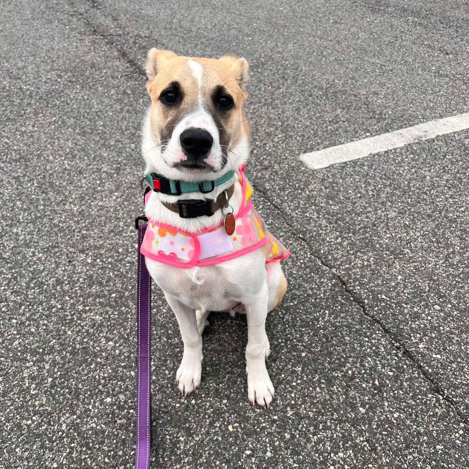 Enlarge Otterton , an adoptable Mixed Breed in Yaphank, NY image 3/6