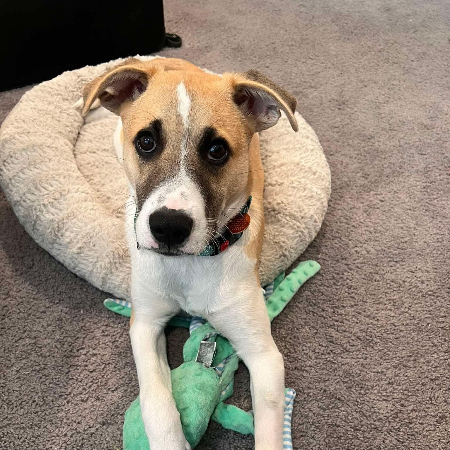 Enlarge Otterton , an adoptable Mixed Breed in Yaphank, NY image 1/6