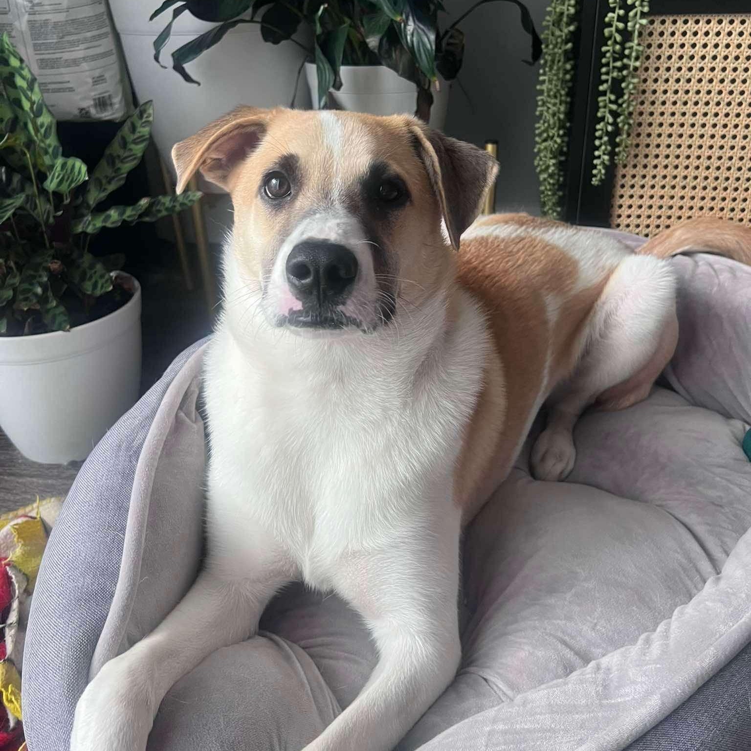 Otterton , adoptable, Puppy Male Mixed Breed.