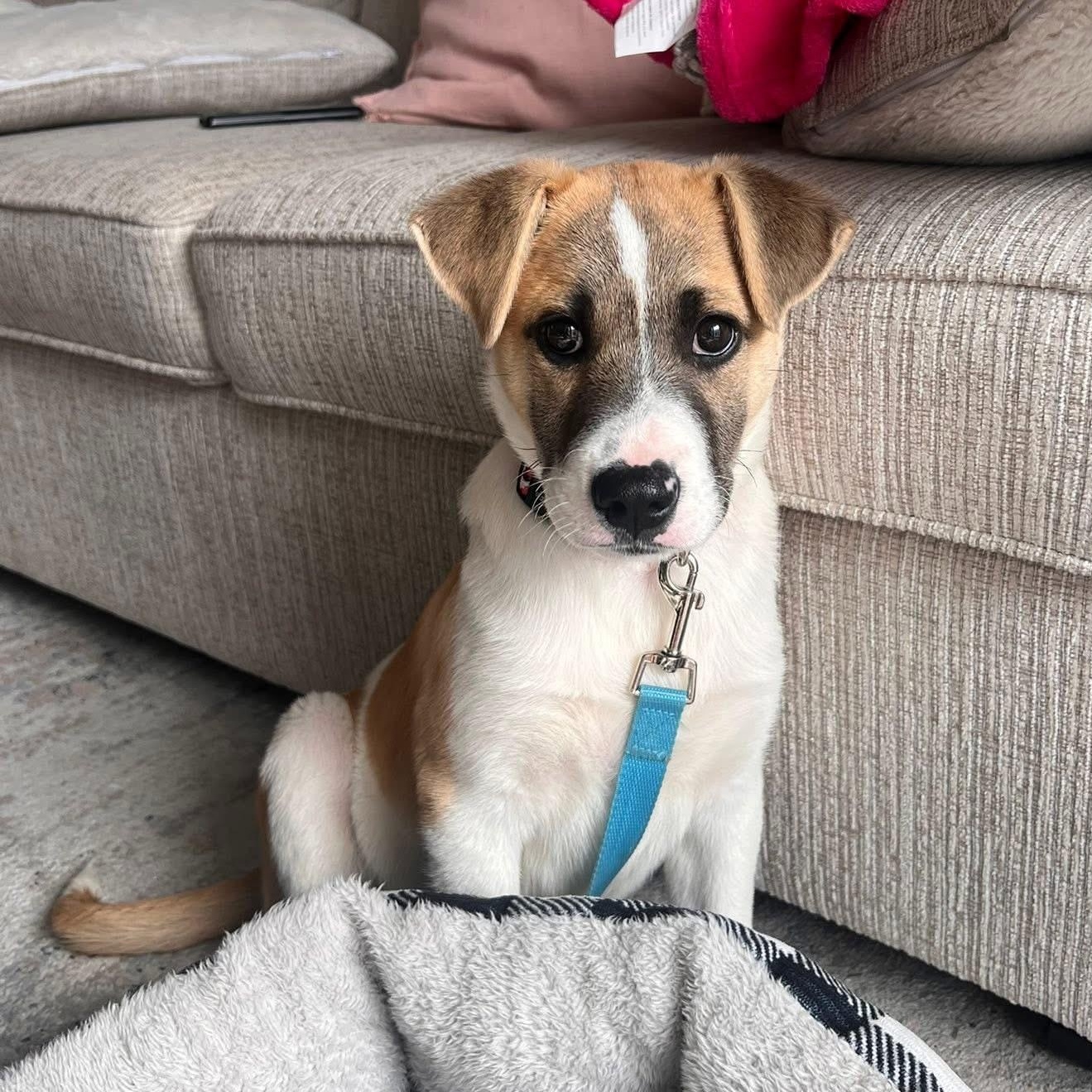 Otterton , adopted, Puppy Male Mixed Breed.