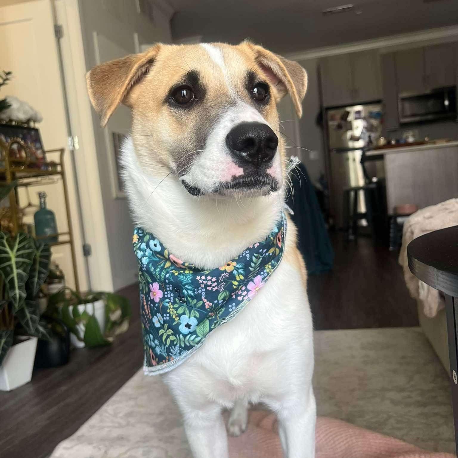 Enlarge Otterton , an adoptable Mixed Breed in Yaphank, NY image 6/6