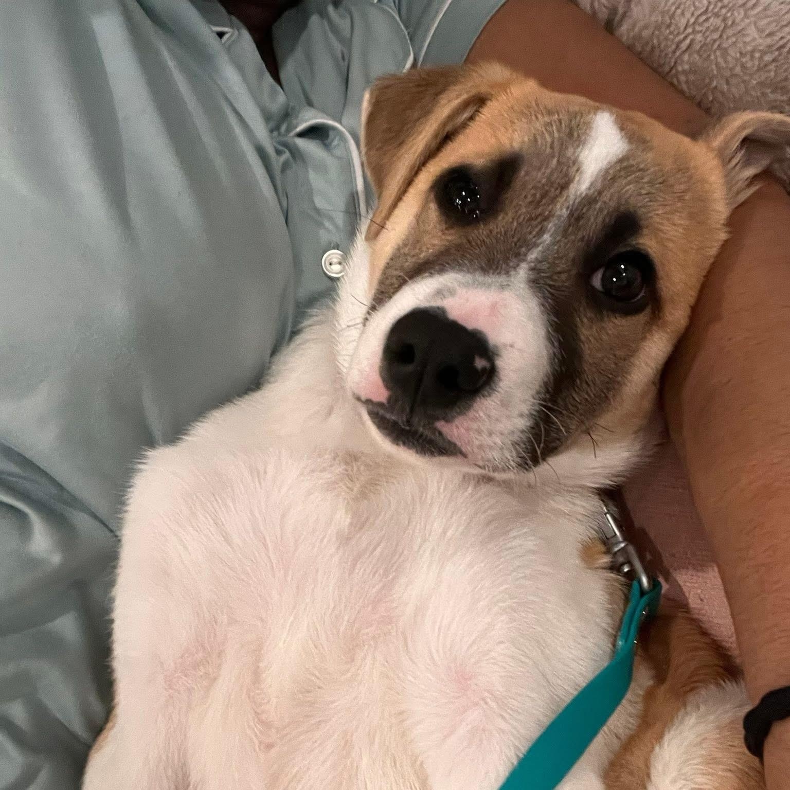 Enlarge Otterton , an adopted Mixed Breed in Yaphank, NY image 5/5