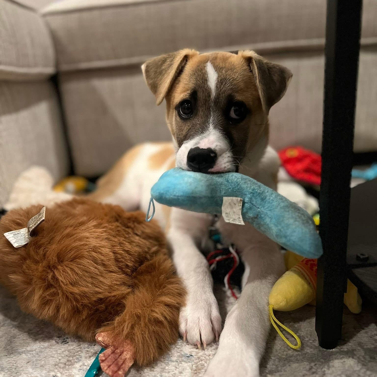 Enlarge Otterton , an adopted Mixed Breed in Yaphank, NY image 3/5