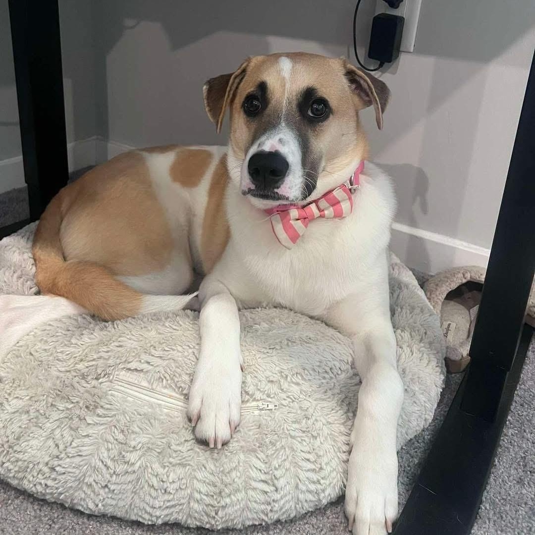 Enlarge Otterton , a Adoptable Mixed Breed in Yaphank, NY image 6/6