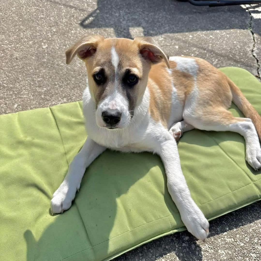Enlarge Otterton , an adoptable Mixed Breed in Yaphank, NY image 4/6