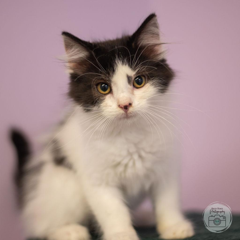 Enlarge Leon, a Adopted Domestic Long Hair in Blairsville, PA image 1/1