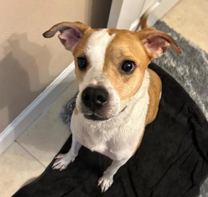 Enlarge Keebler, a Adoptable mixed breed in Gainesville, FL image 1/3