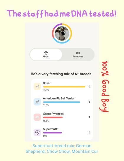 Enlarge Keebler, a Adoptable mixed breed in Gainesville, FL image 3/3