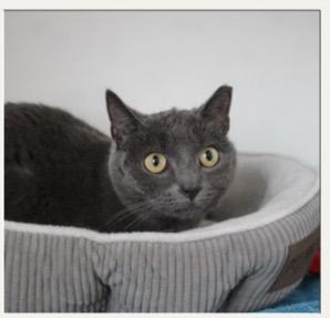 Soot, Adoptable, Adult Female Domestic Short Hair.