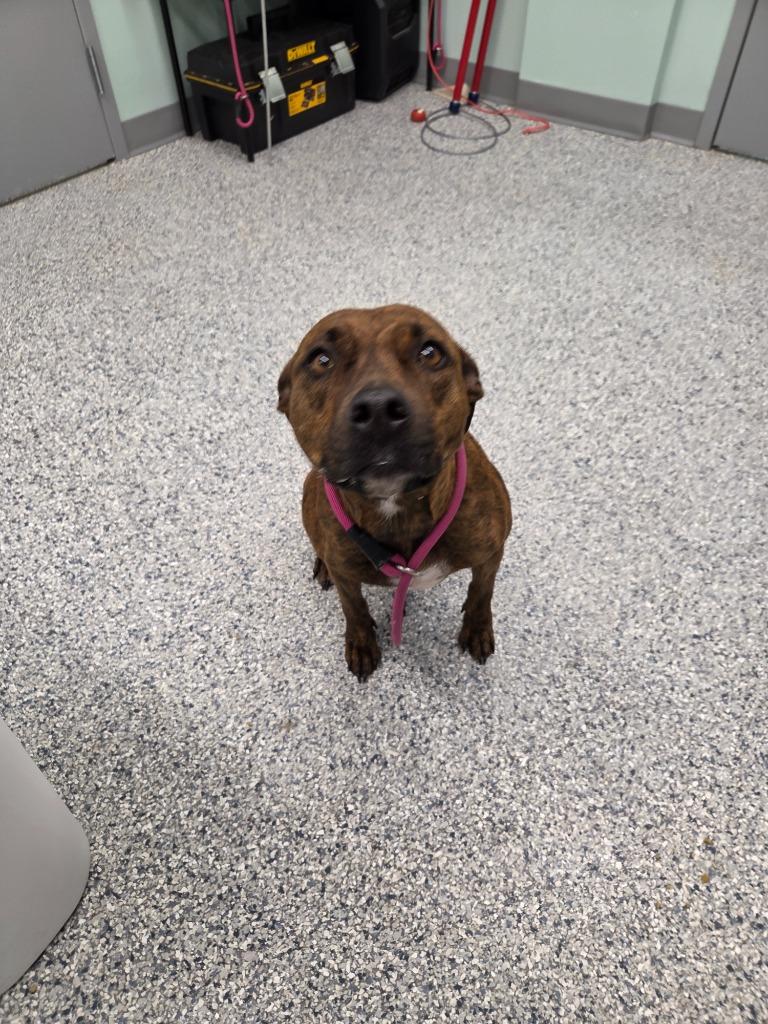 Nellie, Adoptable, Young Female Terrier.