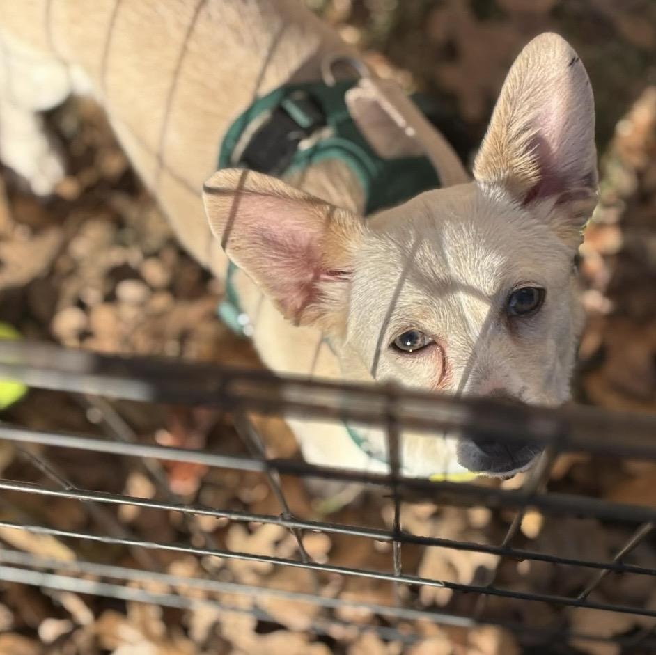 Enlarge William, a Adoptable mixed breed image 5/6