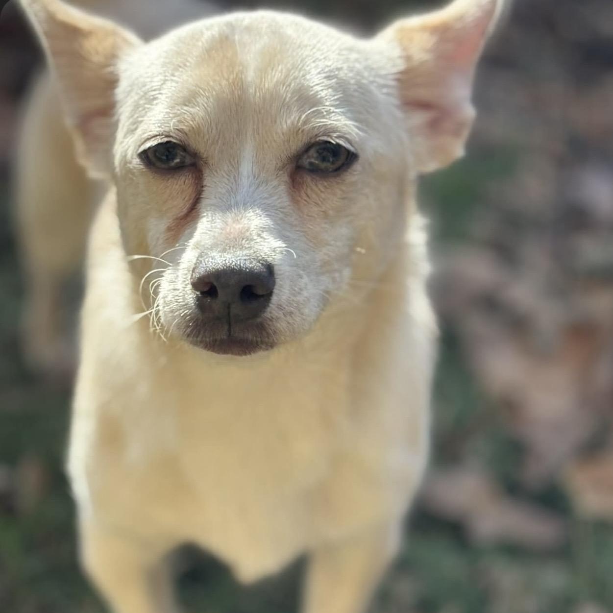 Enlarge William, a Adoptable mixed breed image 1/6