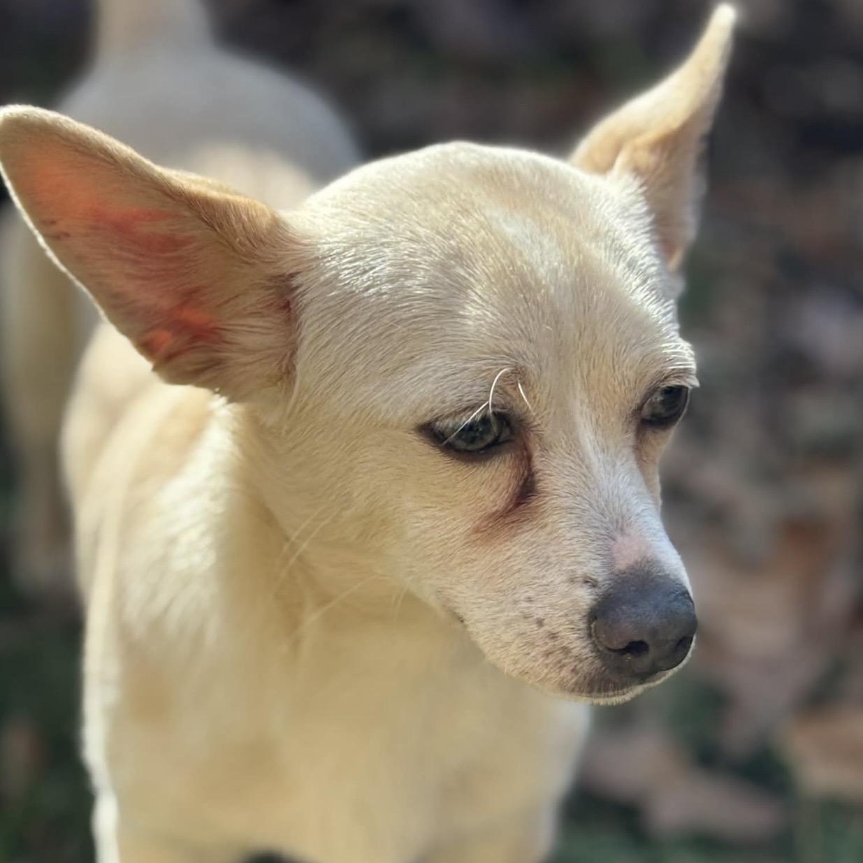 Enlarge William, a Adoptable mixed breed image 3/6