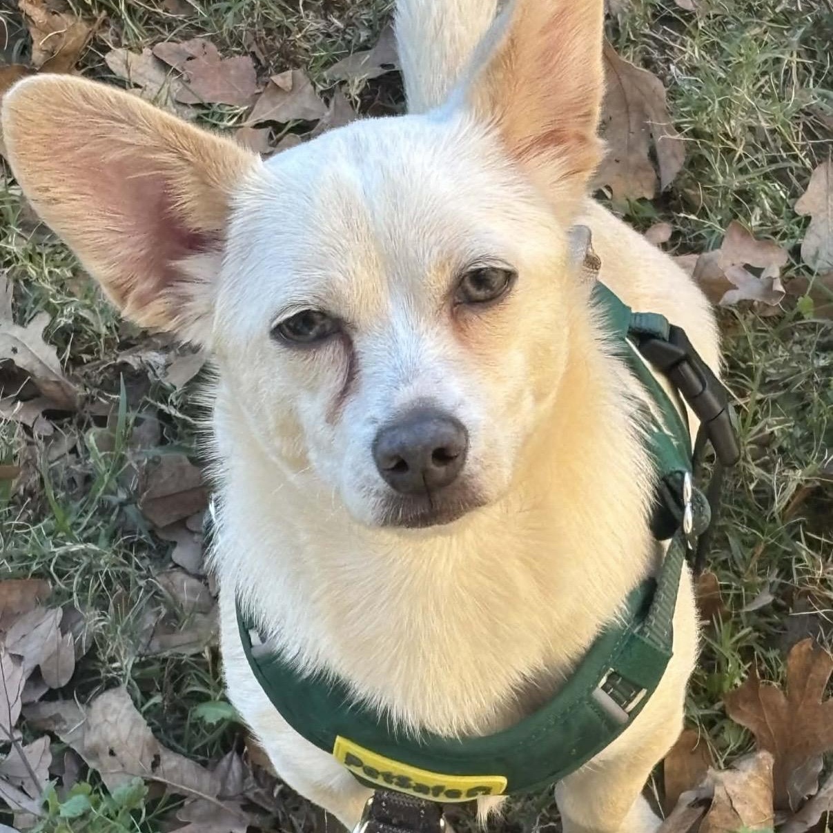 Enlarge William, a Adoptable mixed breed image 6/6