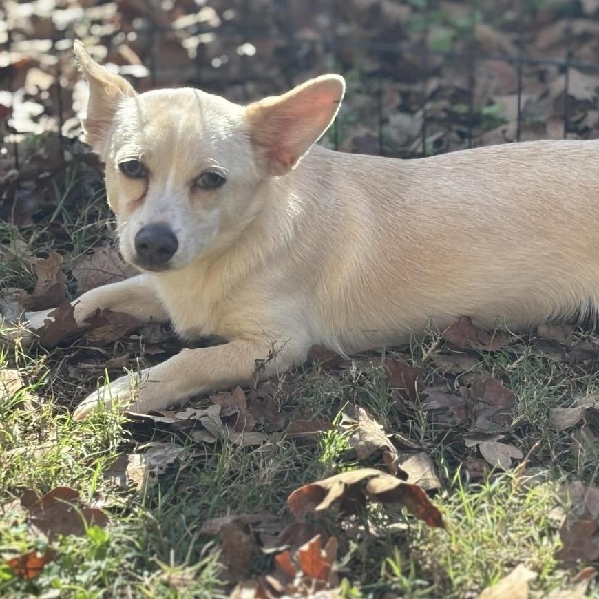 Enlarge William, a Adoptable mixed breed image 4/6