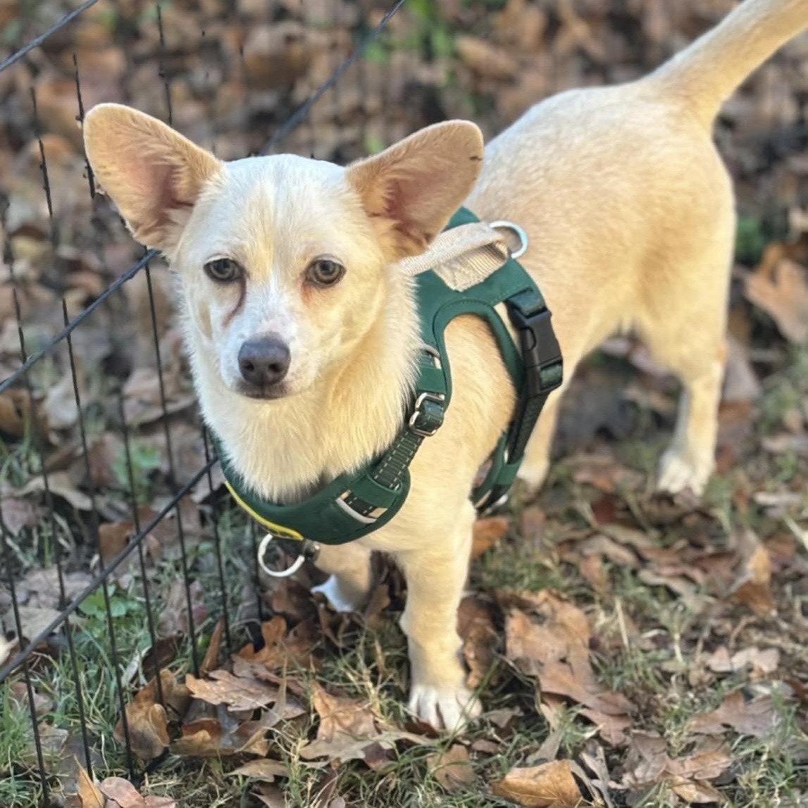 Enlarge William, a Adoptable mixed breed image 2/6