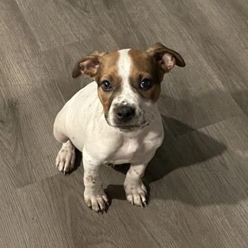 Espresso — thumbnail 4