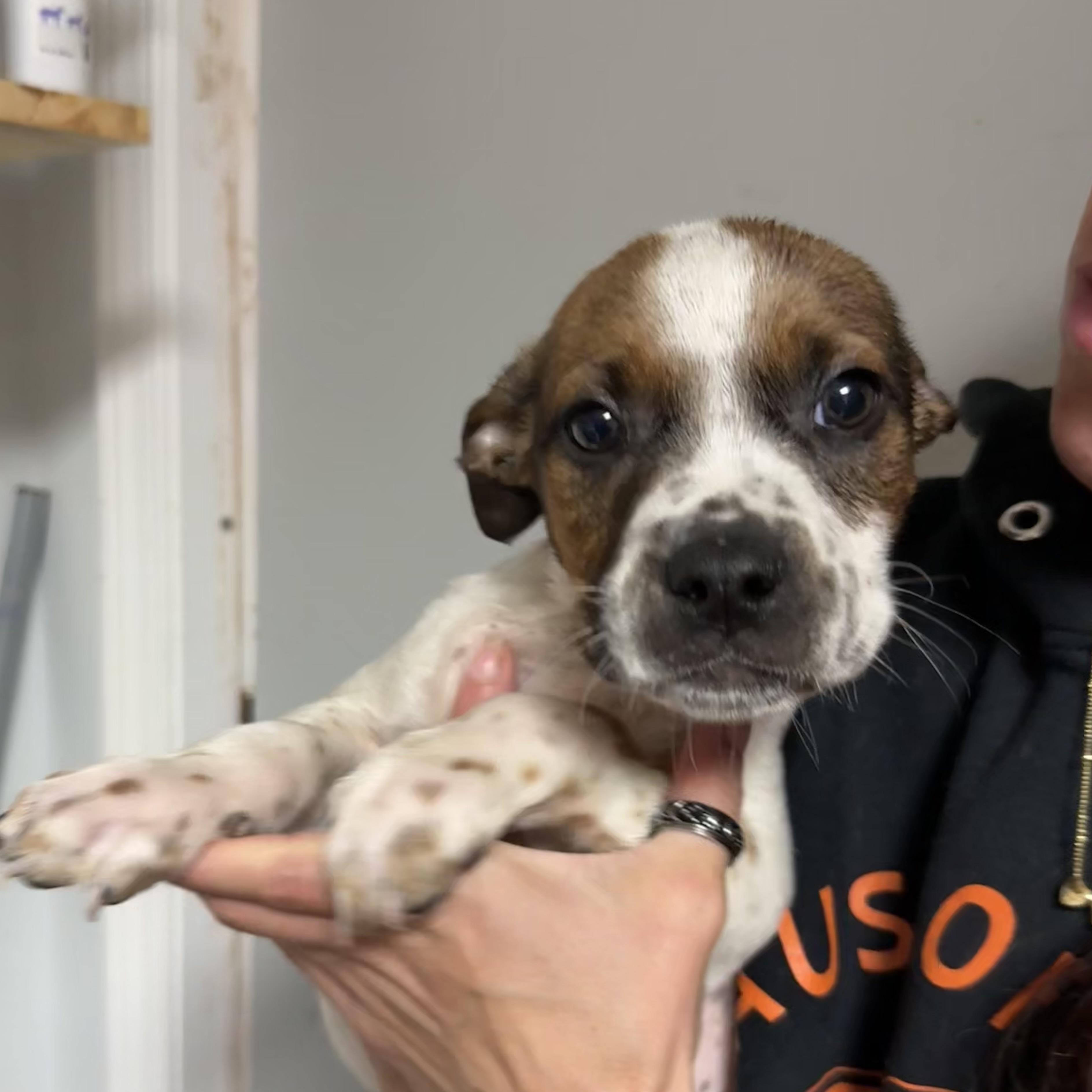 Espresso — thumbnail 6