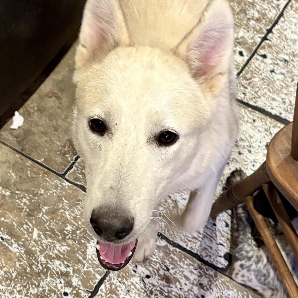Thor, ADOPTABLE, Adult Male White German Shepherd.