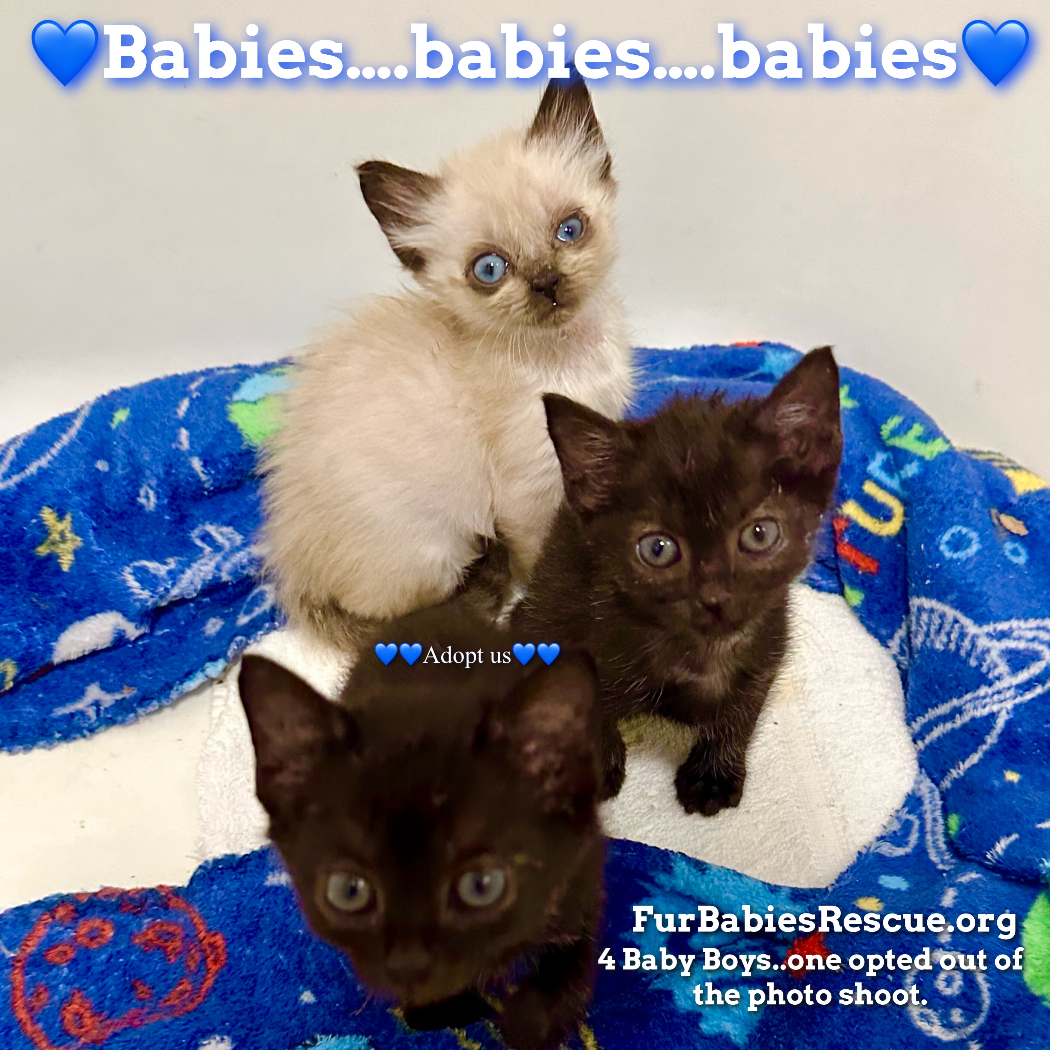 Cat for adoption Spritz & Spaz, a Domestic Short Hair & Siamese Mix