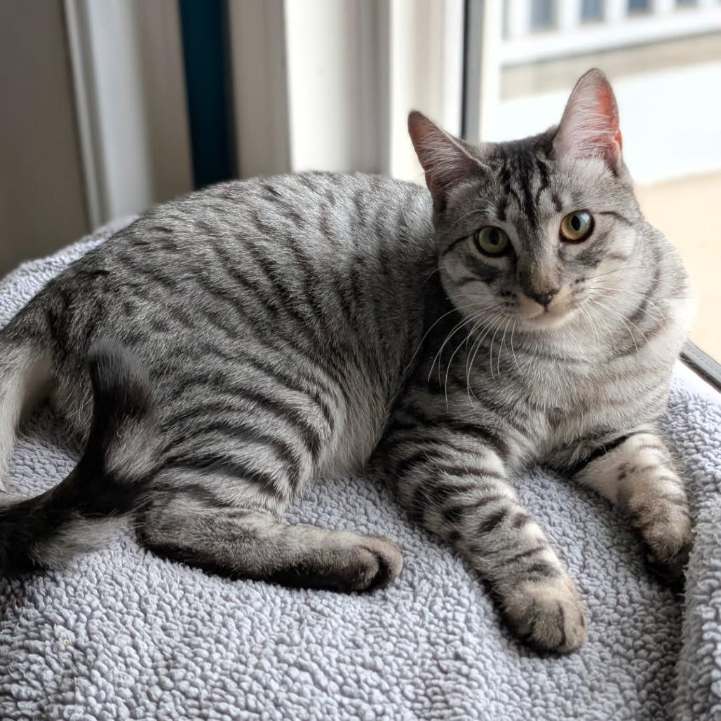 Kitten, Adoptable, Young Female Domestic Short Hair.