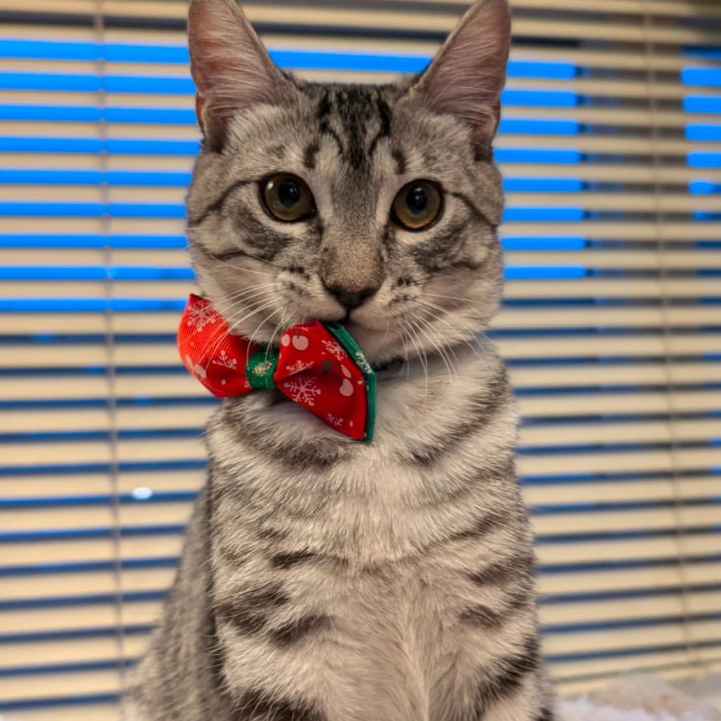 Kitten, a Adoptable Domestic Short Hair in Lions Bay, BC image 2/3