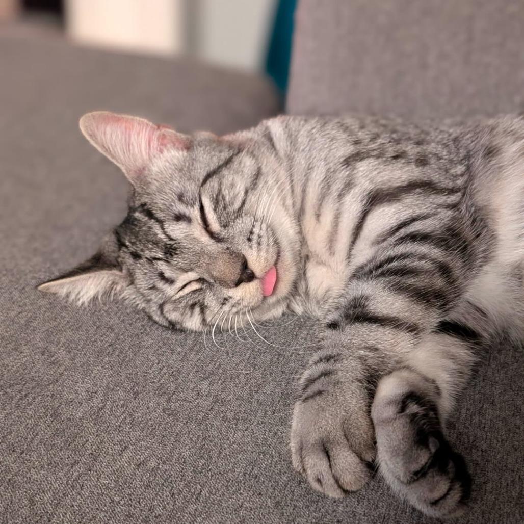 Kitten, a Adoptable Domestic Short Hair in Lions Bay, BC image 3/3