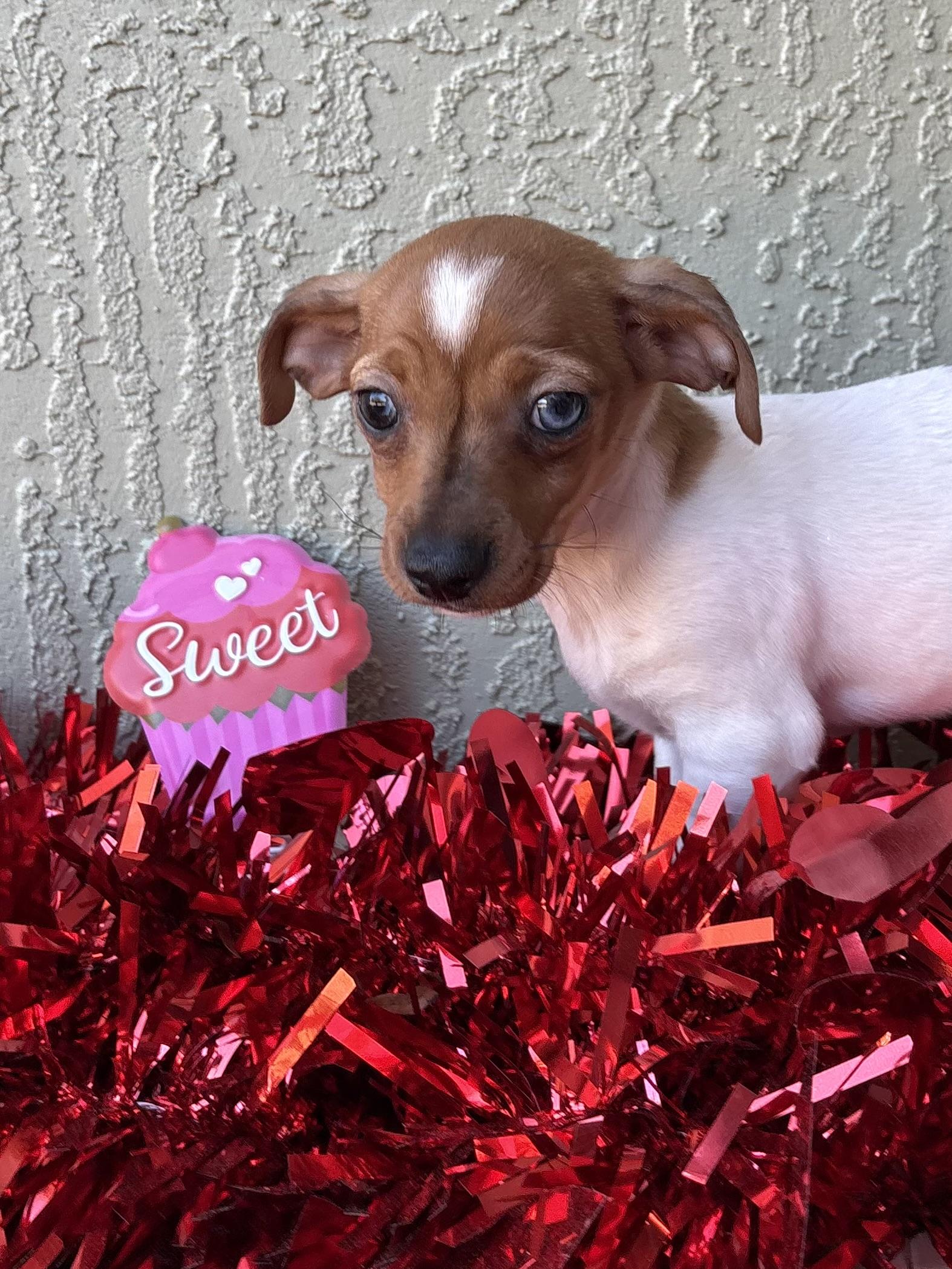 Sissy, adopted, Puppy Female Chihuahua & Dachshund.