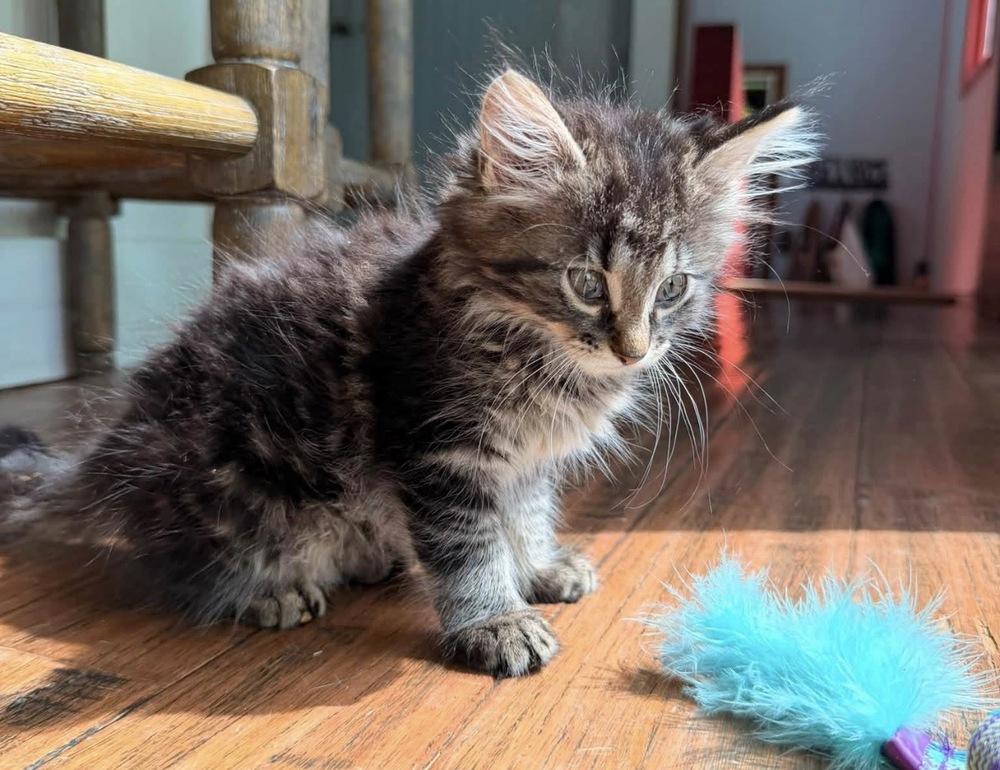 Ice Tea, Adoptable, Kitten Female Domestic Medium Hair & Tabby.