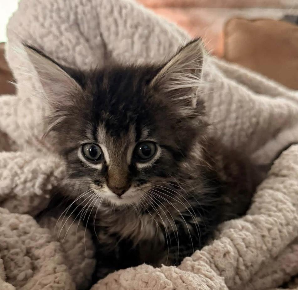 Enlarge Ice Tea, a Adoptable mixed breed in Poplar Grove, IL image 2/5