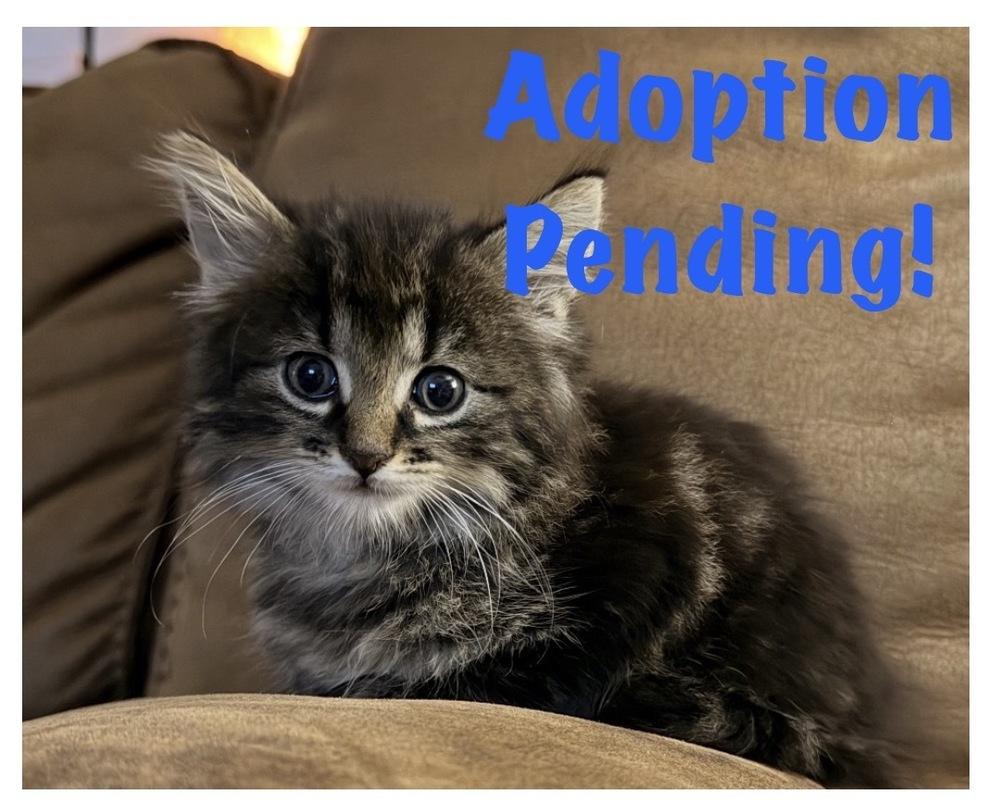 Enlarge Ice Tea, a Adoptable mixed breed in Poplar Grove, IL image 5/5