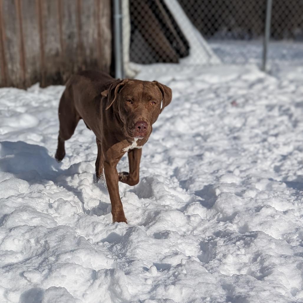 Winnie, Adoptable, Adult Female Chocolate Labrador Retriever.