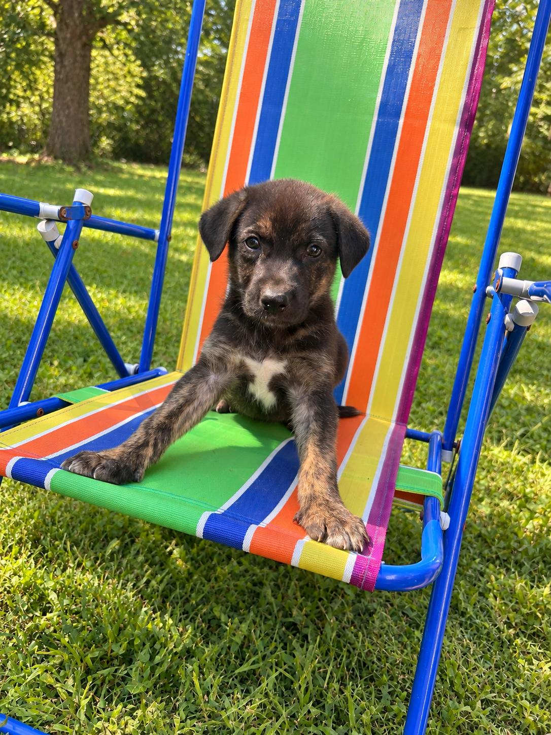 Enlarge Johnny Karate, a Adoptable mixed breed in Woburn, MA image 3/6