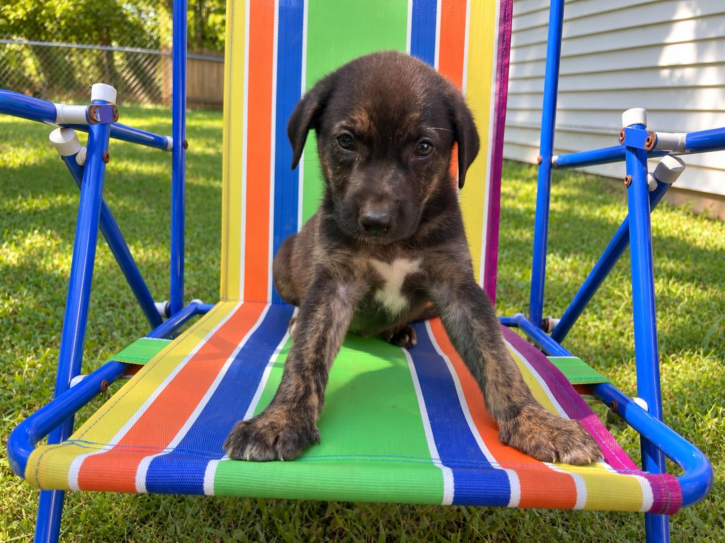 Enlarge Johnny Karate, a Adoptable mixed breed in Woburn, MA image 6/6
