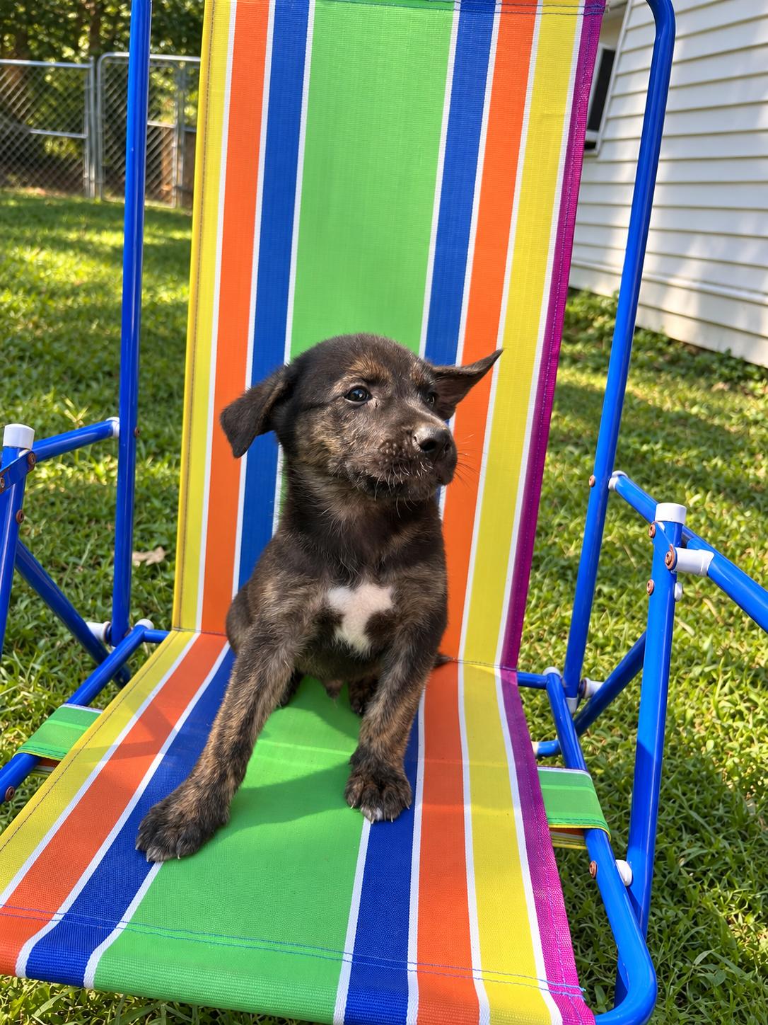 Enlarge Johnny Karate, a Adoptable mixed breed in Woburn, MA image 5/6
