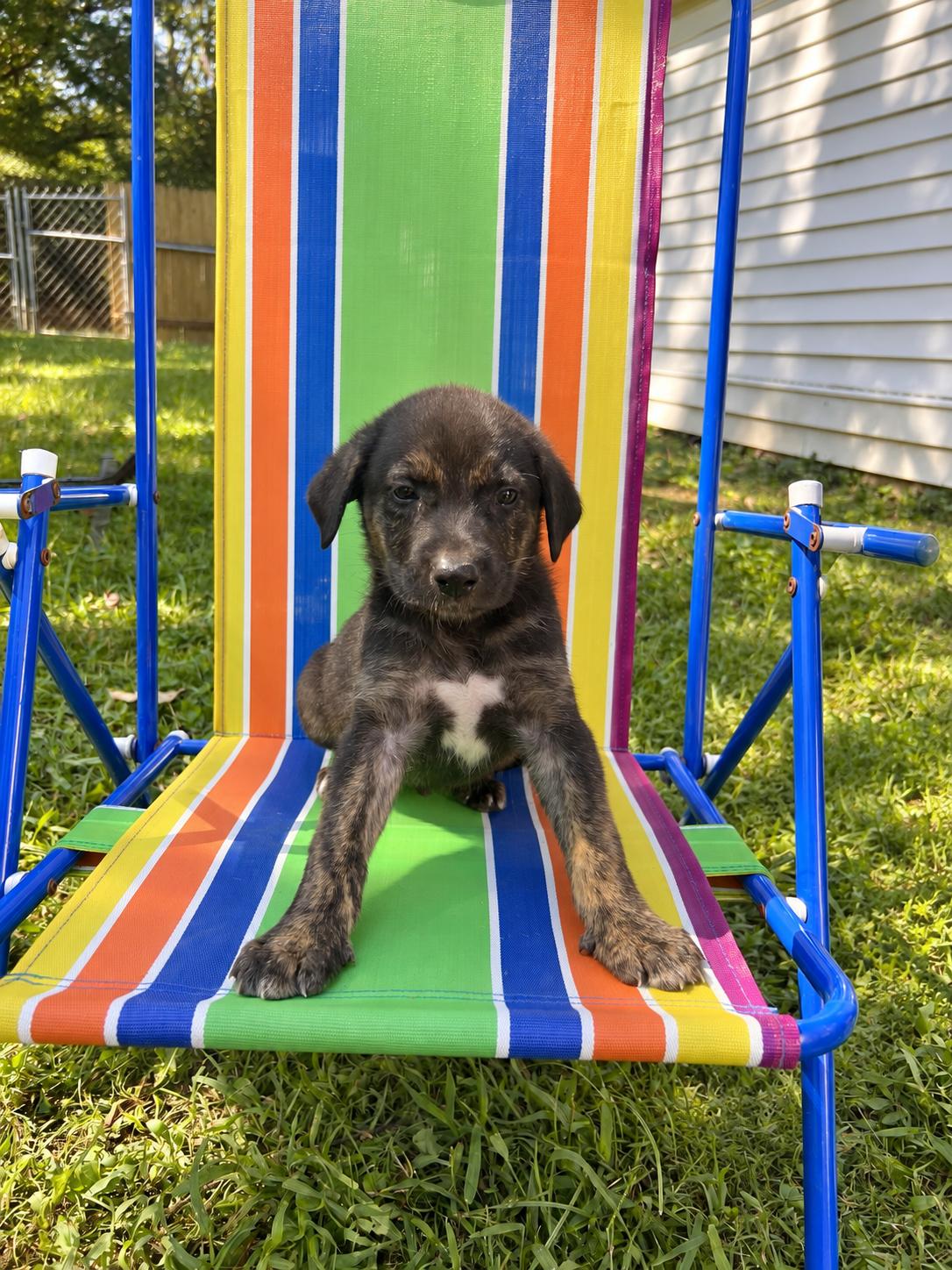 Enlarge Johnny Karate, a Adoptable mixed breed in Woburn, MA image 4/6