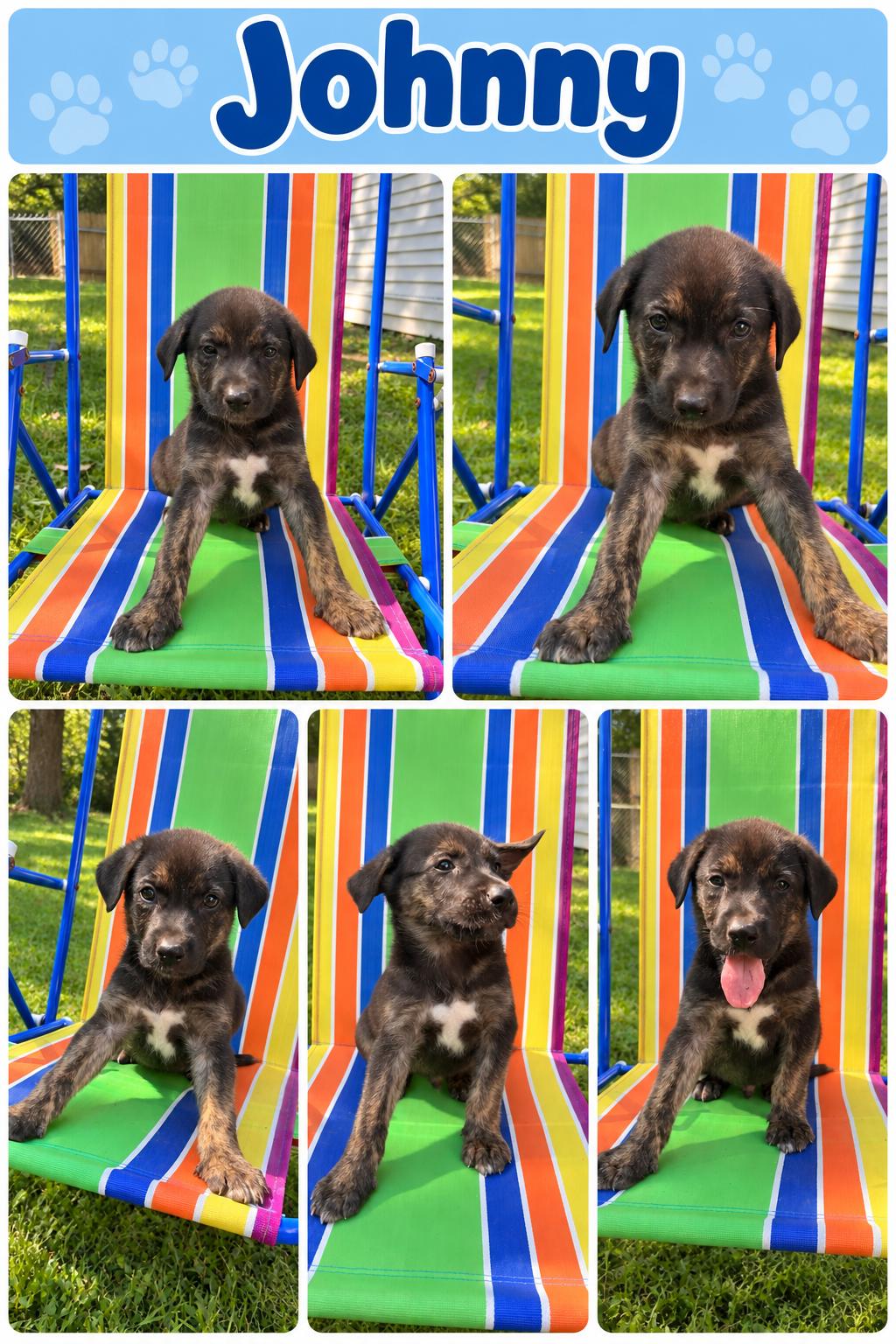 Enlarge Johnny Karate, a Adoptable mixed breed in Woburn, MA image 2/6