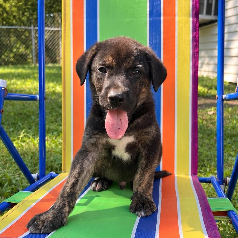 Enlarge Johnny Karate, a Adoptable mixed breed in Woburn, MA image 1/6
