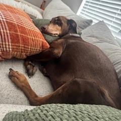 Daisy, Adoptable, Senior Female Doberman Pinscher.