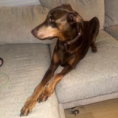 Enlarge Daisy, a Adoptable Doberman Pinscher in Galveston, TX image 2/3