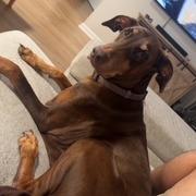 Enlarge Daisy, a Adoptable Doberman Pinscher in Galveston, TX image 3/3