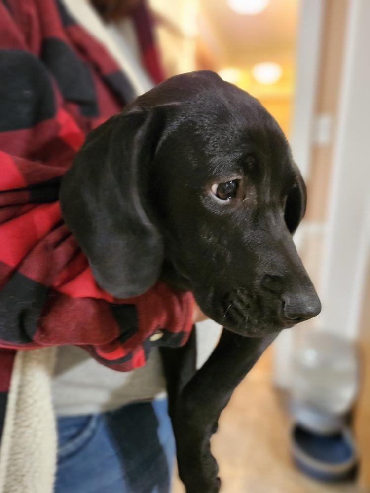 Lindor, Adoptable, Adult Male Labrador Retriever & Hound.