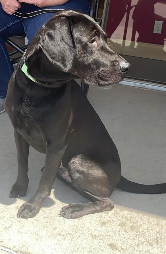 Lindor, Adoptable, Adult Male Labrador Retriever & Hound.