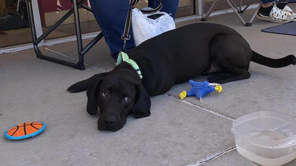 Enlarge Lindor, a Adoptable mixed breed in Peoria, IL image 1/6