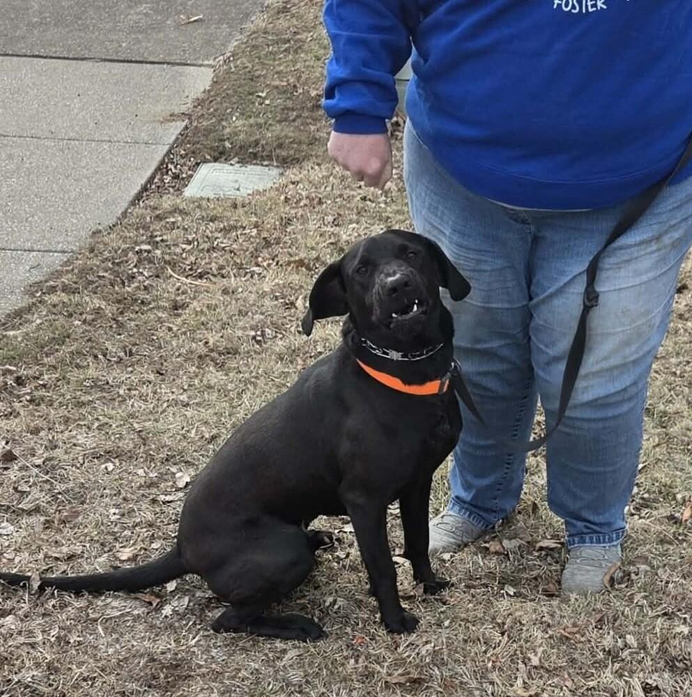 Enlarge Lindor, a Adoptable mixed breed in Peoria, IL image 2/3