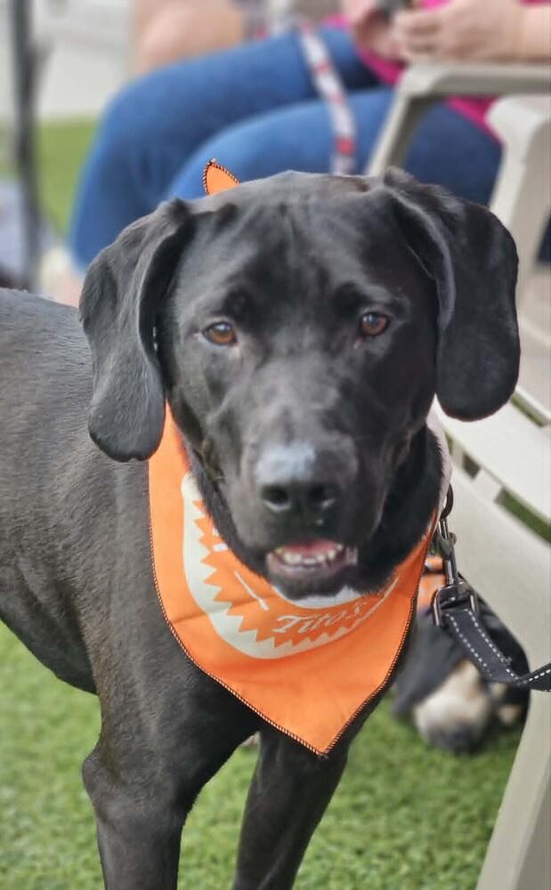 Enlarge Lindor, a Adoptable mixed breed in Peoria, IL image 2/6